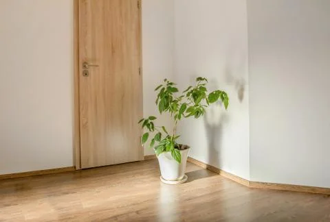 Green plant in empty room Stock Photos