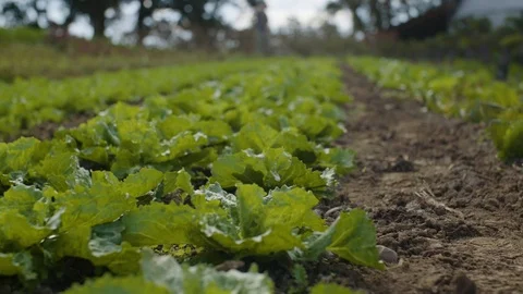 Green plant in the field Stock Footage 87807649