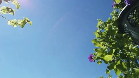 Green plant in a flower pot against a blue sky. beautiful garden plants Stock Footage 134740053