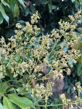Green plant flowers Stock Photos