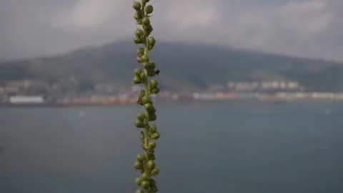 Green plant in focus with blurry Basque Coast background Stock-Footage 342187897