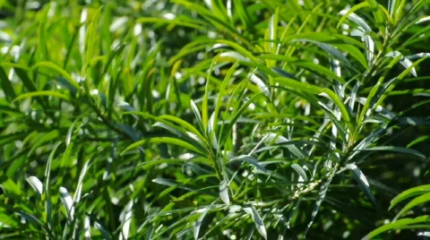 Green Plant Stock Footage 320186