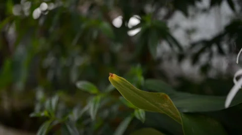 Green plant 库存影片 27456622