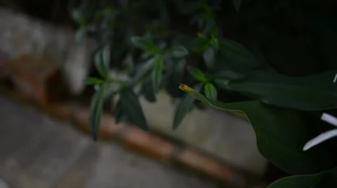 Green plant 库存影片 27456816