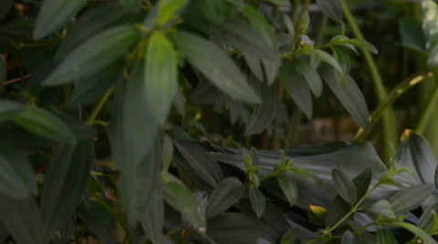 Green plant Stock Footage 27456894