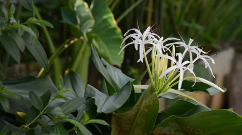 Green plant Stock Footage 27456927