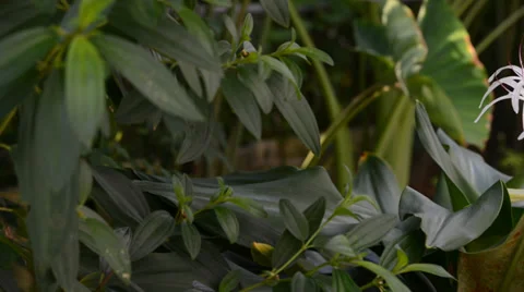 Green plant 库存影片 27456961