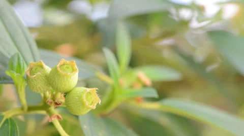 Green plant 库存影片 27497070