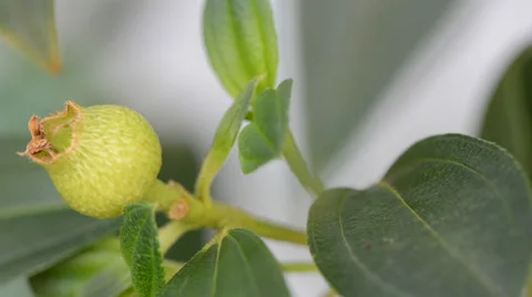 Green plant 库存影片 27497097