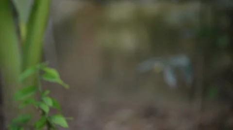 Green plant 库存影片 27497135