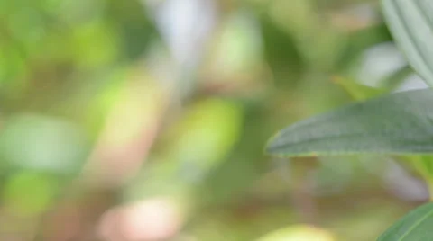 Green Plant 库存影片 27595643