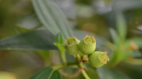 Green Plant 库存影片 27595709