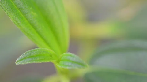 Green Plant Stock Footage 27595792