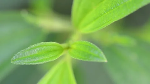 Green Plant 库存影片 27595812