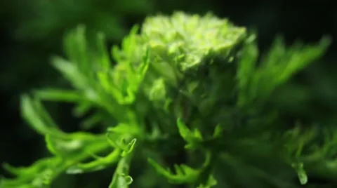 Green plant Video stock 62451042