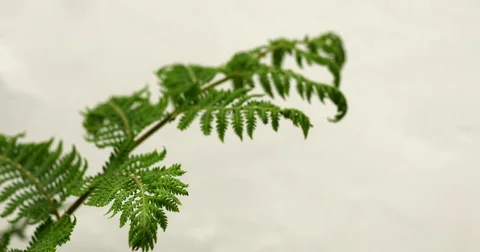 Green plant Video stock 84711468