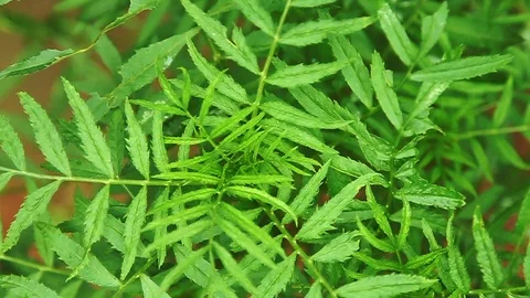 Green plant Stock Footage 92479060