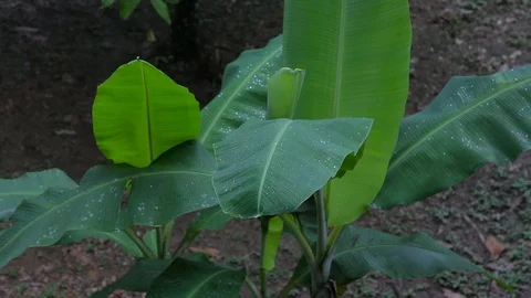 Green plant Stock Footage 103043747