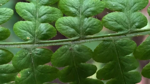 Green Plant Stock Footage 139793035