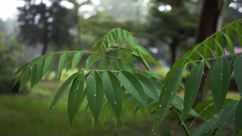 A green plant Vídeo Stock 157866686