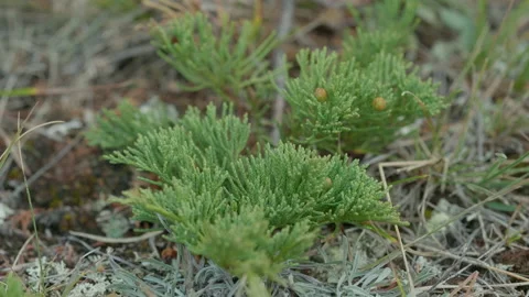 Green plant Stock Footage 163842277