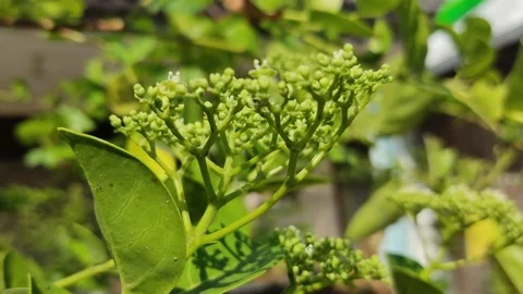 Green plant Stock Footage 204089483