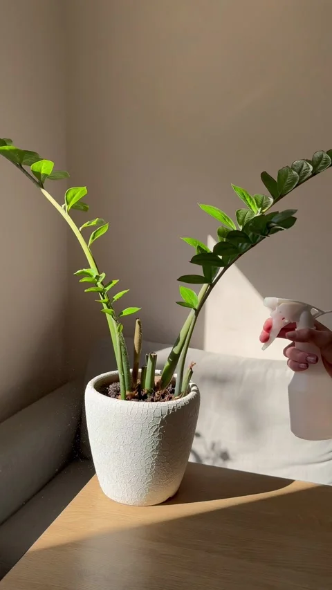 A green plant Stock Footage 304655000