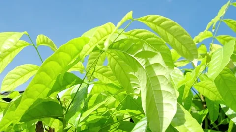 Green Plant Video stock 323343064