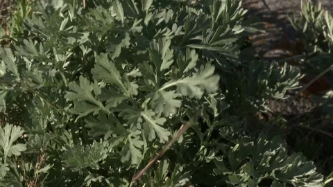 Green plant Video stock 325604263