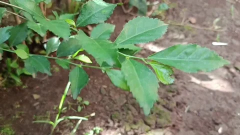 Green Plant Stock Footage 327613641