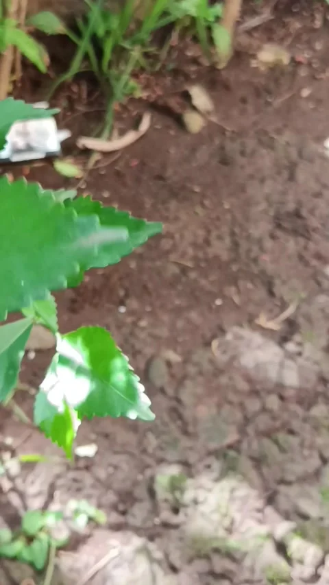 Green Plant Stock Footage 327613654