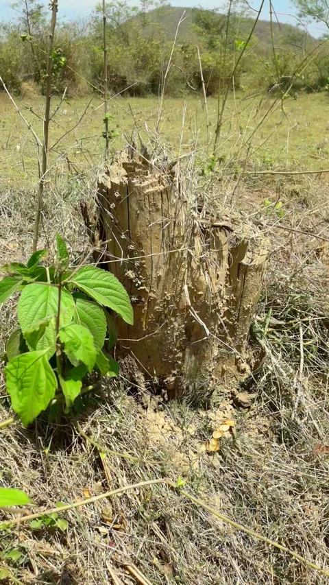 Green plant in forest Video stock 127692852