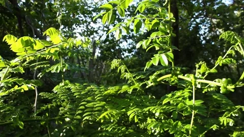 A green plant in a forest Stock Footage 155585708