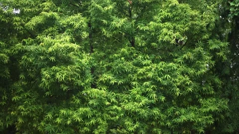 A green plant in a forest Vídeo Stock 156844159