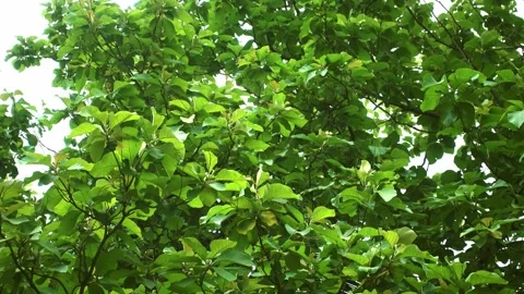 A green plant in a forest Видео 157867793