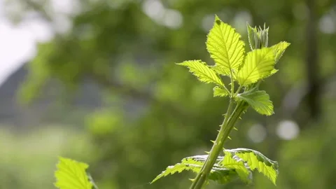 Green plant in the forest Stock Footage 245706334