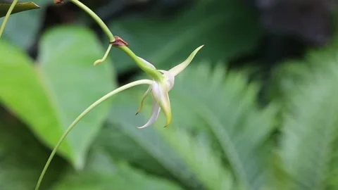Green plant in the garden Stock Footage 310079964