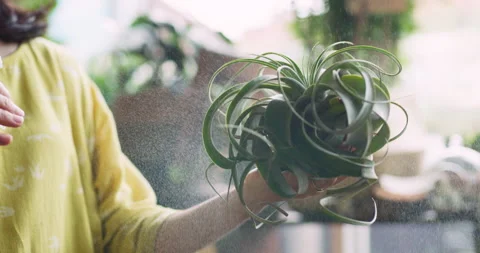 Green plant gets sprayed with water in interior boutique flower shop with soft d Stock Footage 199458940