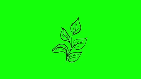 Green Plant on Green Screen Background Horizontal 16:9 Stock Footage 339328425