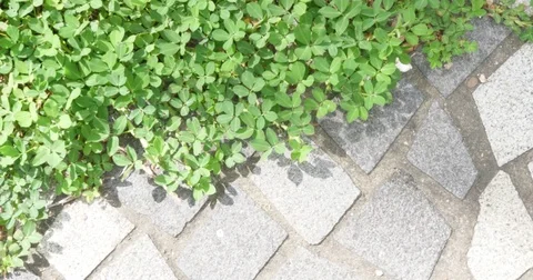 Green plant on ground Stock Footage 80260446