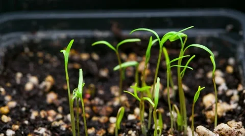 Green plant growing Stock Footage 48195280