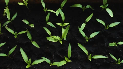 Green plant growing in the ground Stock Footage 128543746