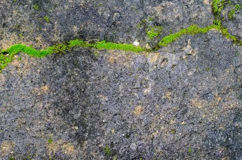 Green plant growing out of floor concrete  with cracked abstract background Stock Photos