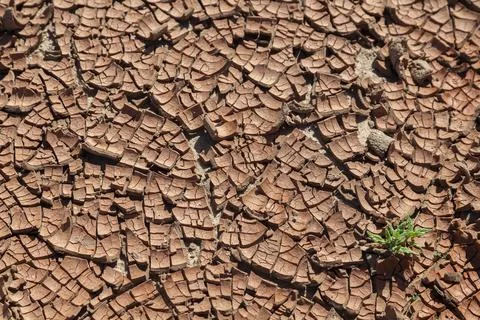 Green plant growing in parched torn up soil Fuerteventura Canary Islands Spain Stock Photos