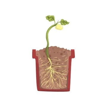 Green plant growing from seed of a bean in a pot with ground soil, stage of Illustrazione stock