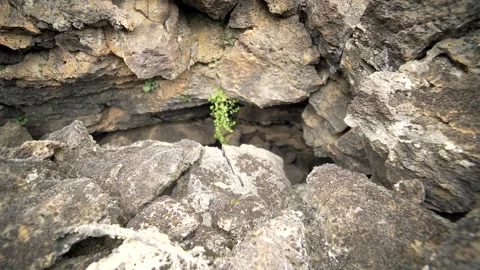 Green plant grows from cracked basalt rock - Plant Emerges and Emerges Cracked Stock Footage 339413706