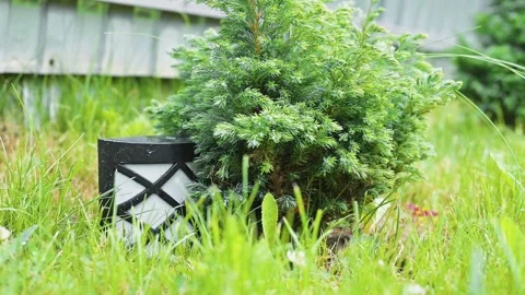 A green plant grows in a grassy area, partially hiding a decorative element Stockbeeldmateriaal 344670916
