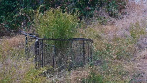 Green plant grows inside an abandoned, rusty shopping cart outdoors Vídeos de archivo 344344317