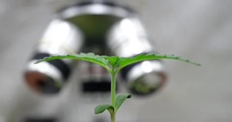 Green plant growth against a microscope, close-up Stock Footage 257544391