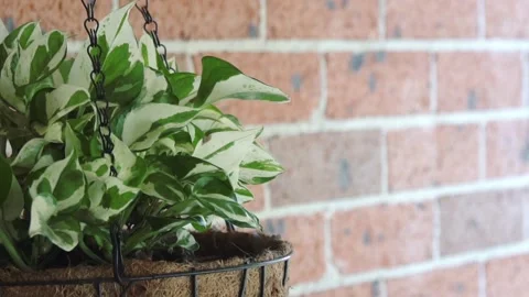 Green plant in hanging pot Stock Footage